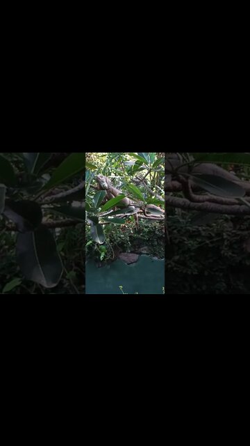 It's a massive lizard an Iguana. 🤩