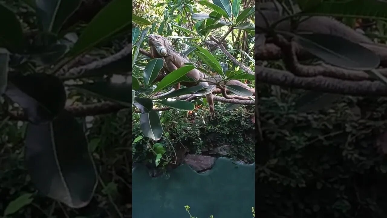 It's a massive lizard an Iguana. 🤩