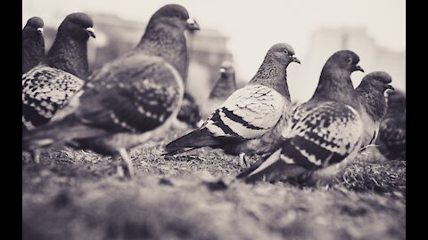 BIRDS EATING - طبيعة الطيور أثناء الأكل