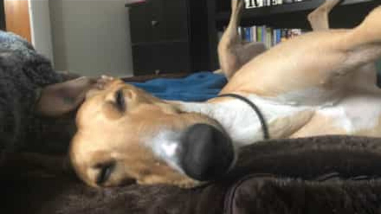 Cão adora dormir de barriga para cima!