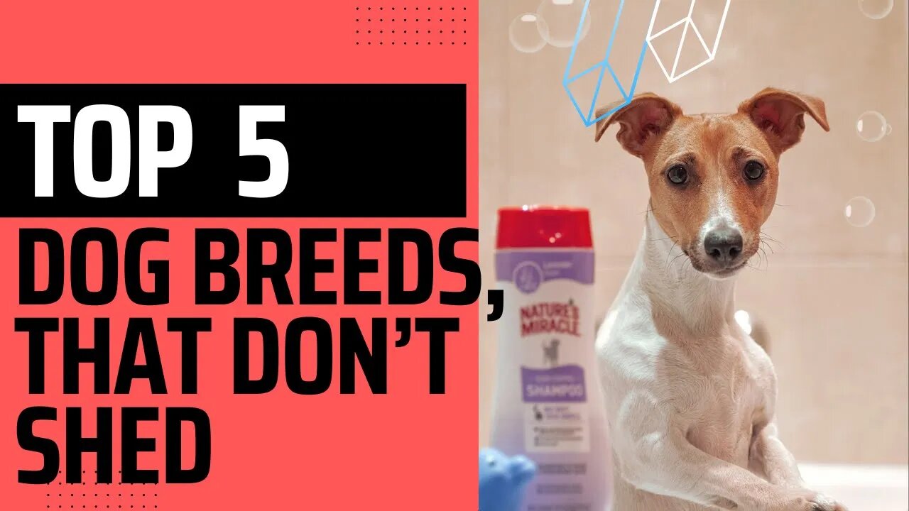 Top 5 Dog breeds, that Don’t Shed.