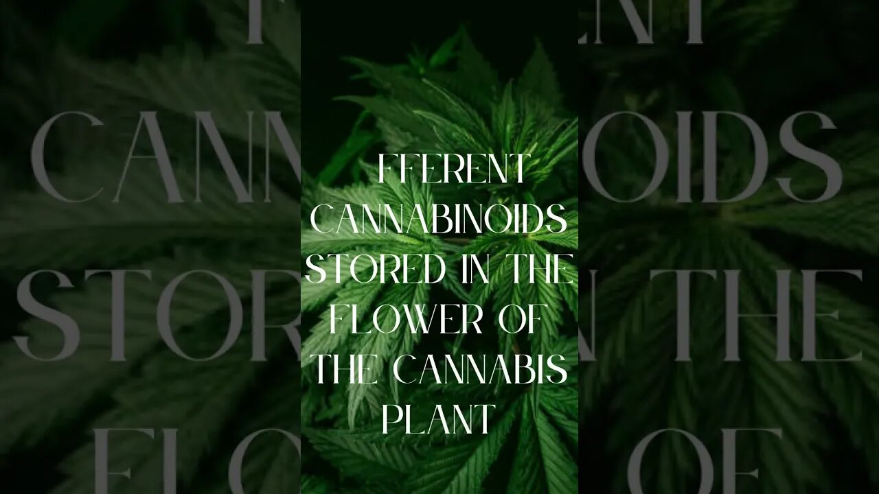 What are Cannabinoids? Black & Gold Natural Indulgence CBD Skincare