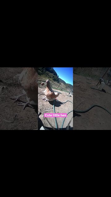 Farm surveillance. Hen and rooster