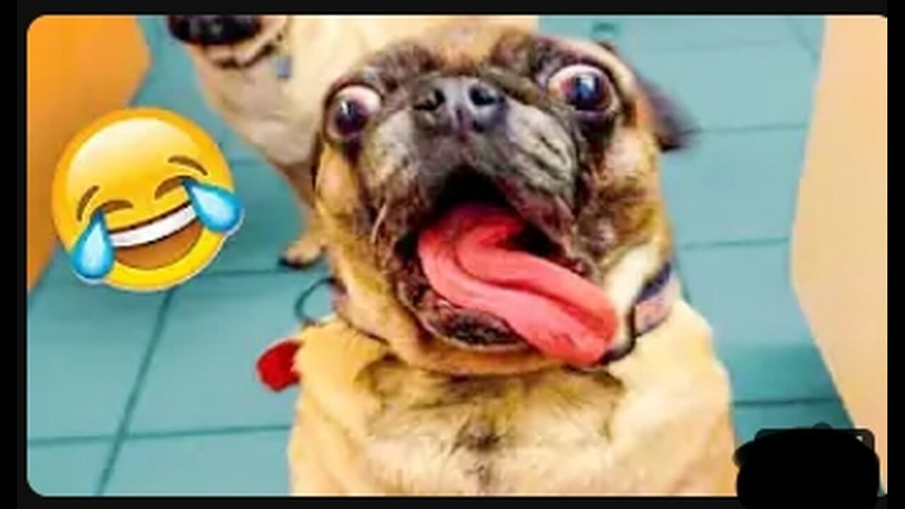 Best Animal Videos 2024 Funniest Dogs And Cats #Funny #Animals