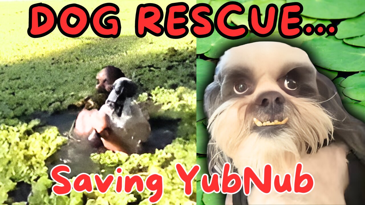 DOG RESCUE - Wasted Strokeoff saves Yubnub 🐶 from the lily pond