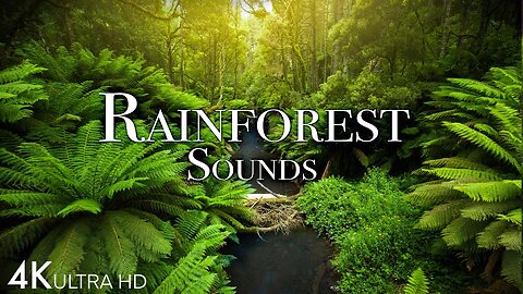 Rainforest Soundscape 4K 🌳🎵 | Pure Bliss for Relaxation and Meditation #natureheals