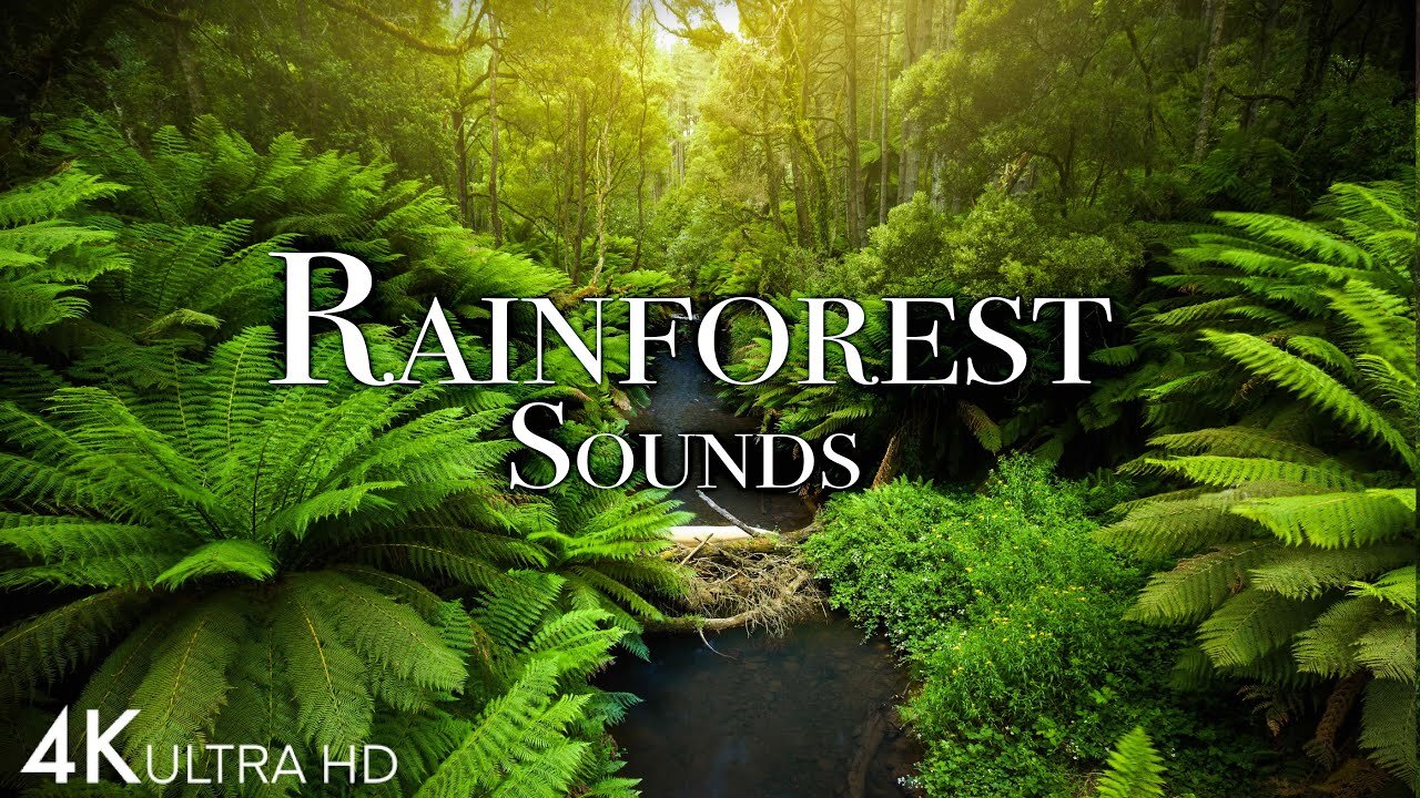 Rainforest Soundscape 4K π³π΅ | Pure Bliss for Relaxation and Meditation #natureheals