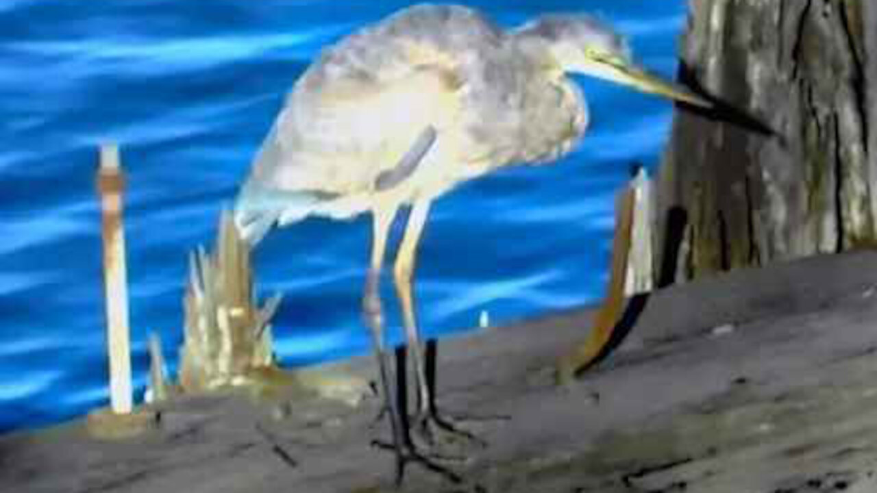 IECV NV #70 - 👀 Heron By The Water 10-26-2014