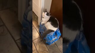 Cat funny #funny #animals #shorts #video #tranding