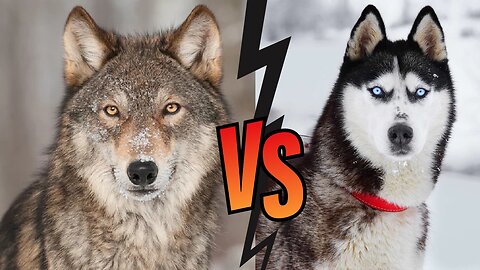 Husky vs Wolf Reality, are they Same Breed ?