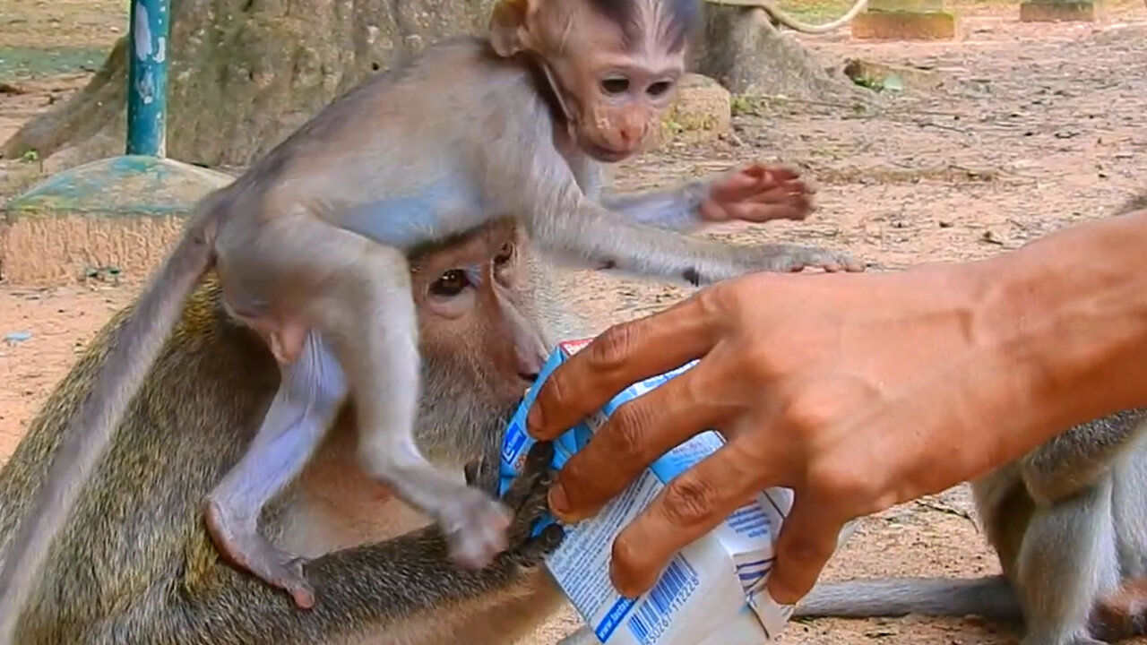 Small Baby Monkey Wants to Drink Milk With Her Mama