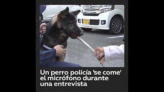 Presentadora intenta ‘entrevistar’ a perro policía y recibe esta respuesta