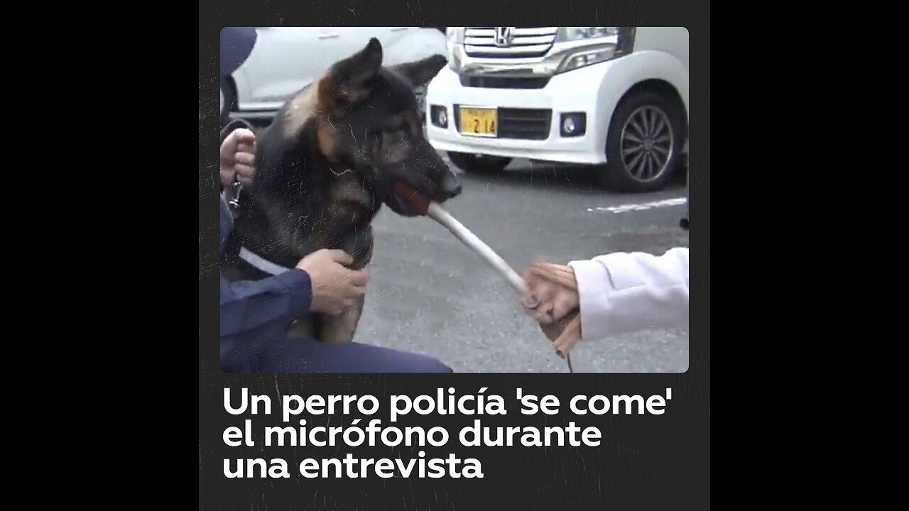 Presentadora intenta ‘entrevistar’ a perro policía y recibe esta respuesta