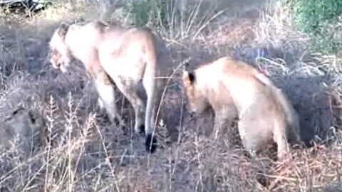 Lions With A Snack!