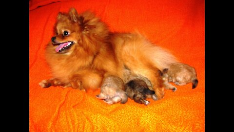 Pomeranian Spitz girl brought puppies, look how they grow!