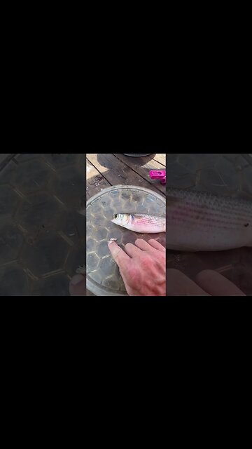 Fish Parasite (Argulus)