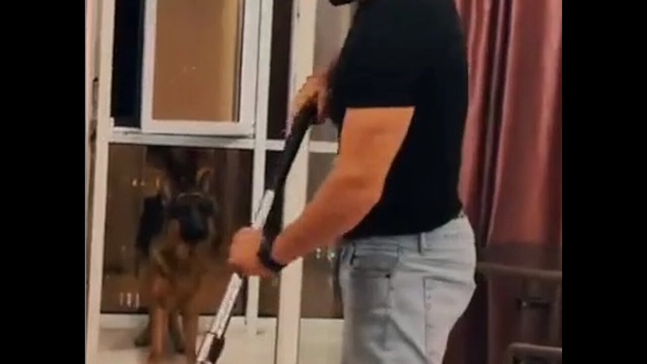 Dog trying to save its owner from a vacuum cleaner