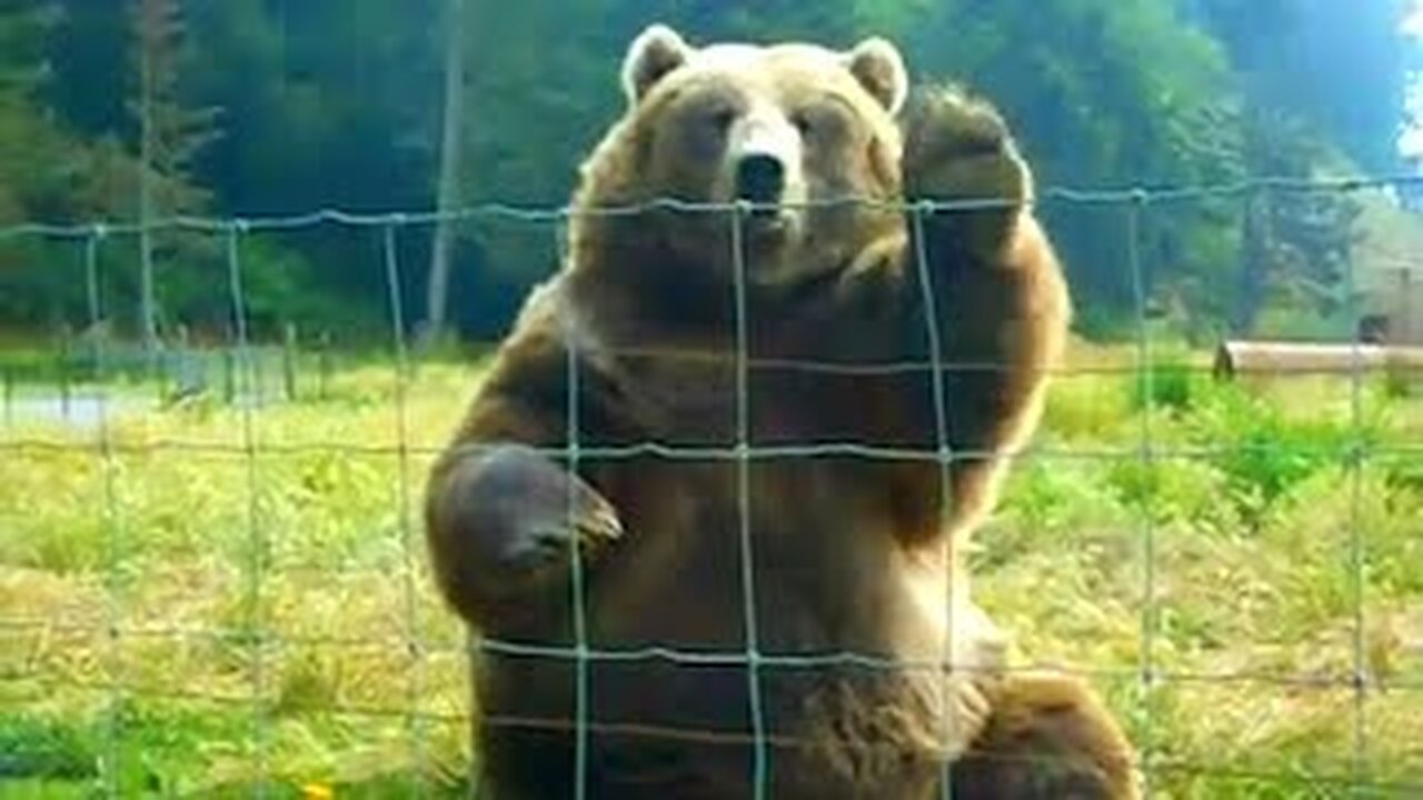 Giant Bear Waves Hello| Funniest Pets Of The Week