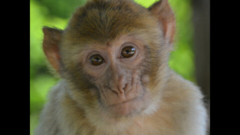 Cute Gibbons Playing & Climbing Very Wild