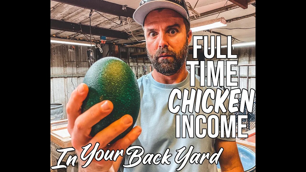 Can you make money breeding chickens? Tour Of Backyard Family Hatchery!/ Full Time Chicken Income!