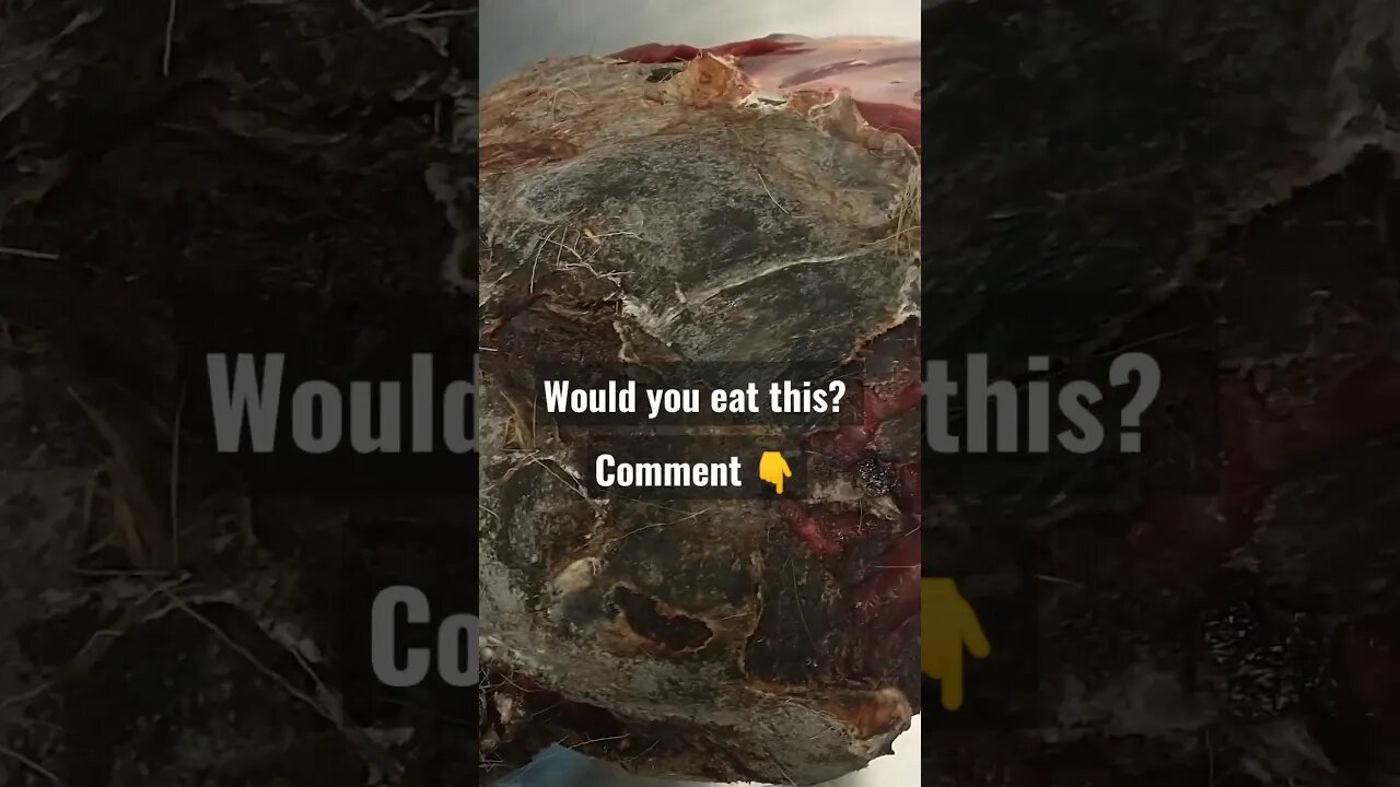 Would you eat this? Let us know what you think? #shorts #elk #elkhunting #processing #meat #hunting