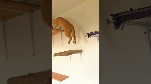 Orange Kitty Demonstrates Tiger Jump #cutecat