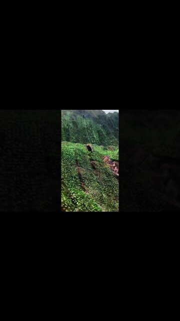 Make China Green Again 牆國綠化新招