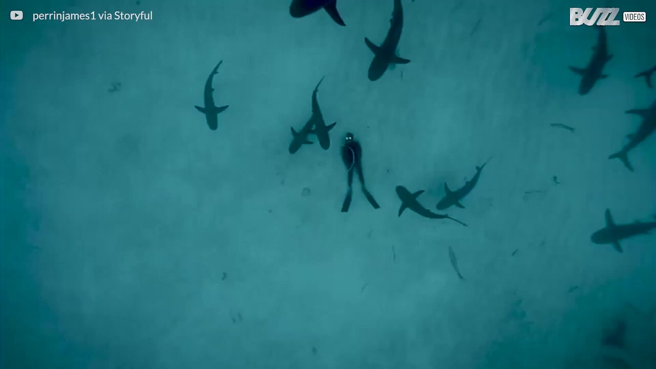 Un plongeur fait la sieste parmi les requins sur le fond marin