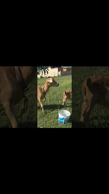 My boy got locked up for obstruction