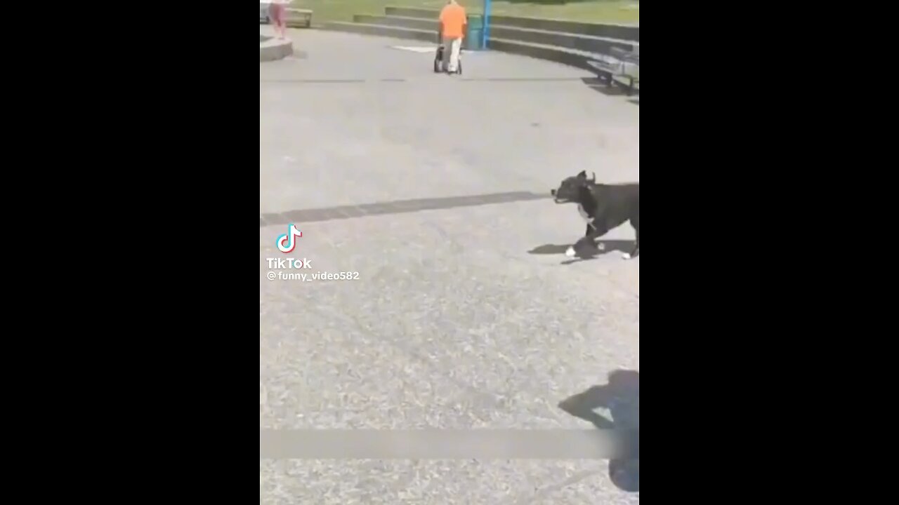 Funny Pet Videos