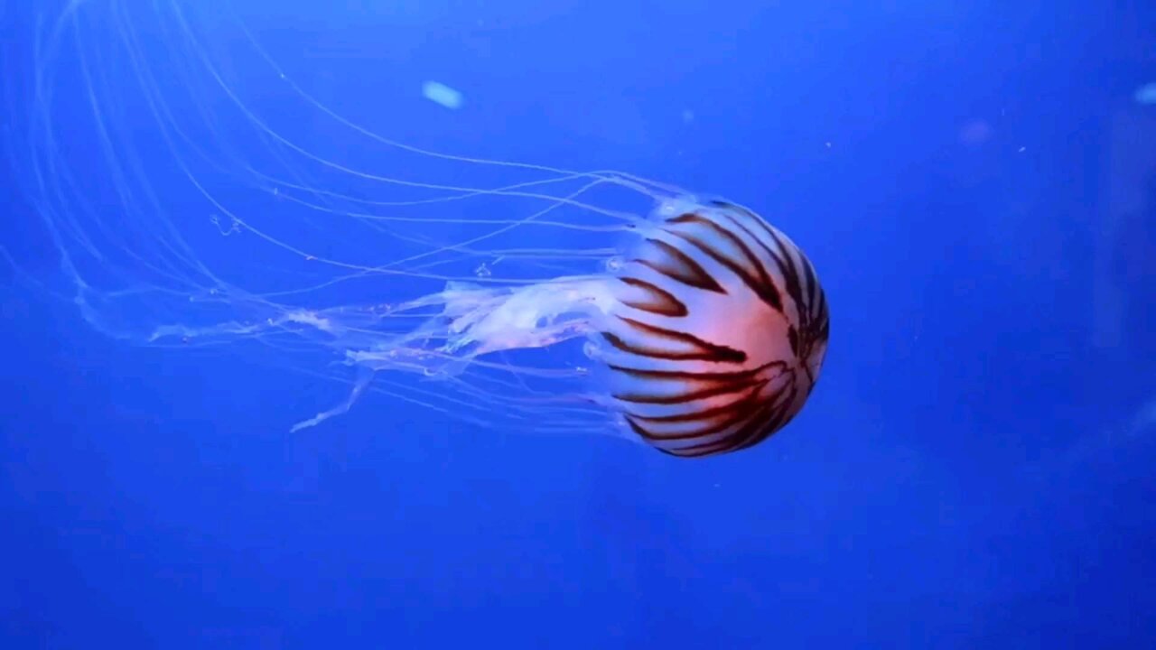 Jellyfish of the sea