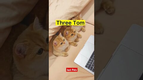 Cats watching Tom & Jerry so cute #cute #tiktok #funnyanimals #cat