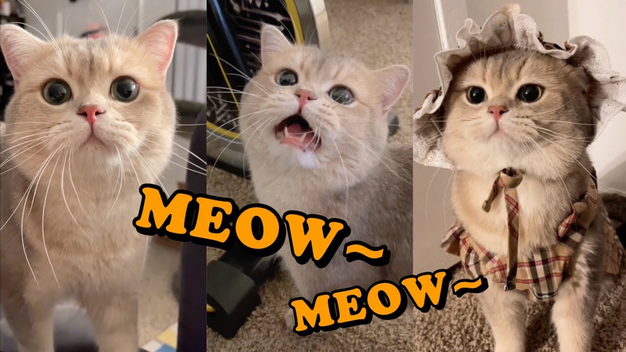 Cute Cat Cash's meow talk COMPILATION