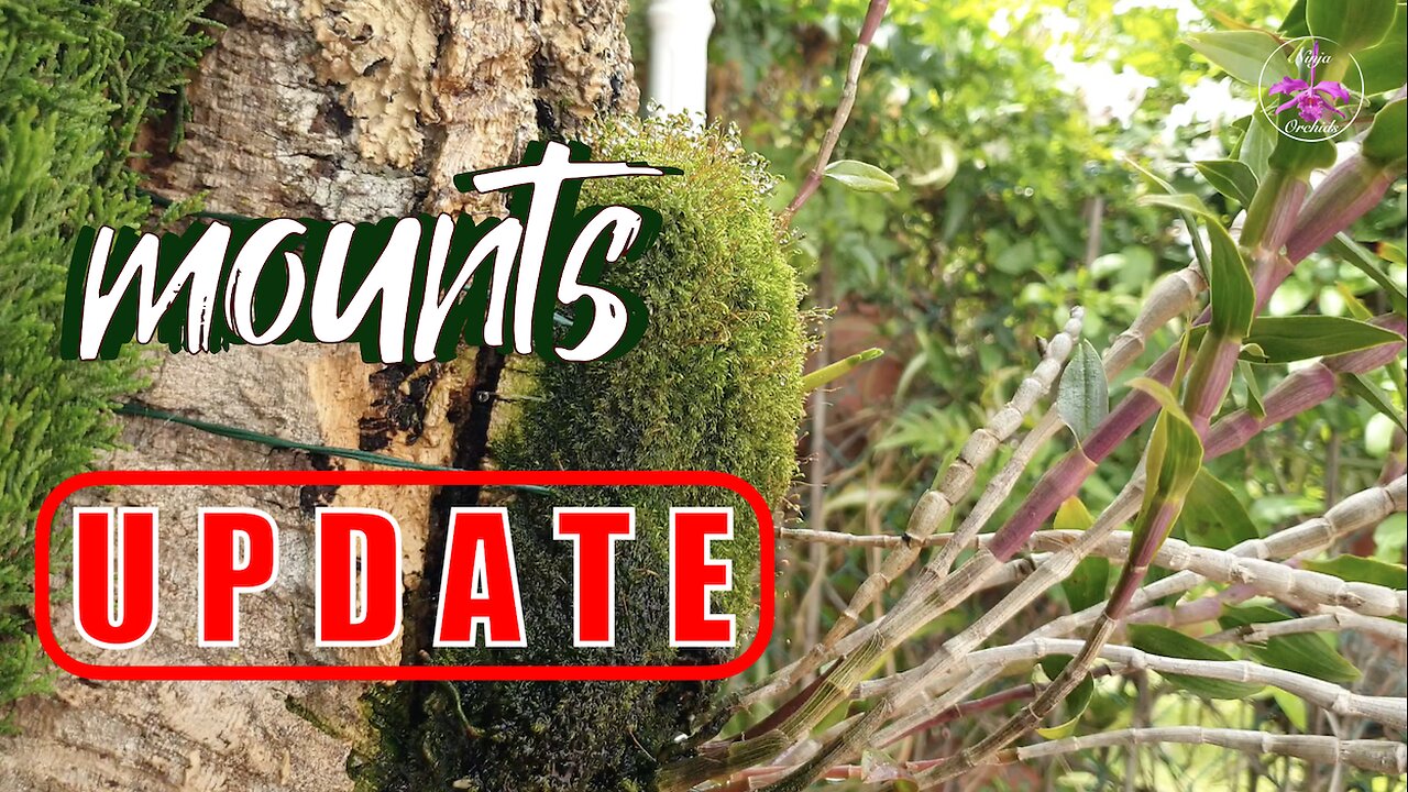 Orchids Mounted on Organic Inorganic Mounts UPDATE Progress Decline Report #ninjaorchids