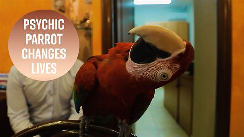 How a psychic parrot became a travel guru