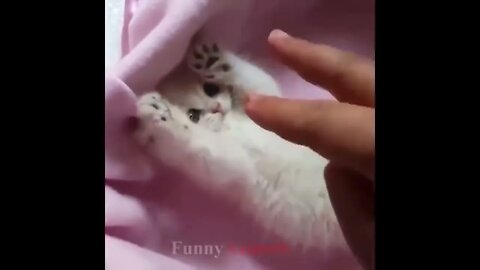 So many cute kittens videos compilation