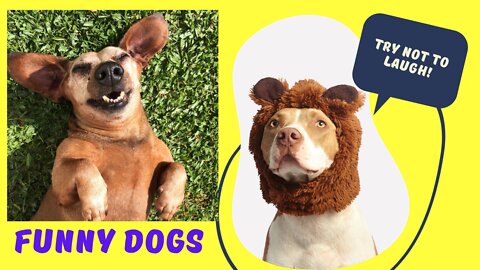 Watch 5 of the best WKC Dog Show moments to celebrate National Puppy Day | FOX SPORTS