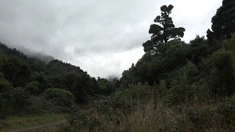 Department of Conservation - Kiwi Thriving Without Poisons