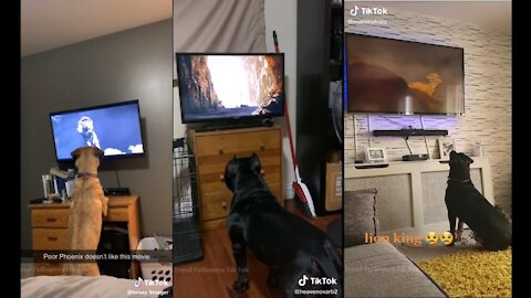 Dogs React To 'The Lion King' | TikTok Dogs