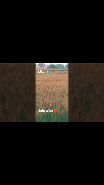 keweli 🙏 #youtubeshorts #shorts #youtube #shortvideo #shortyoutube