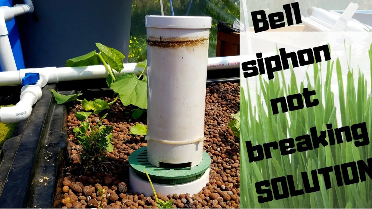 How to improve your bell siphon- bell siphon not breaking (hybrid aquaponics system)