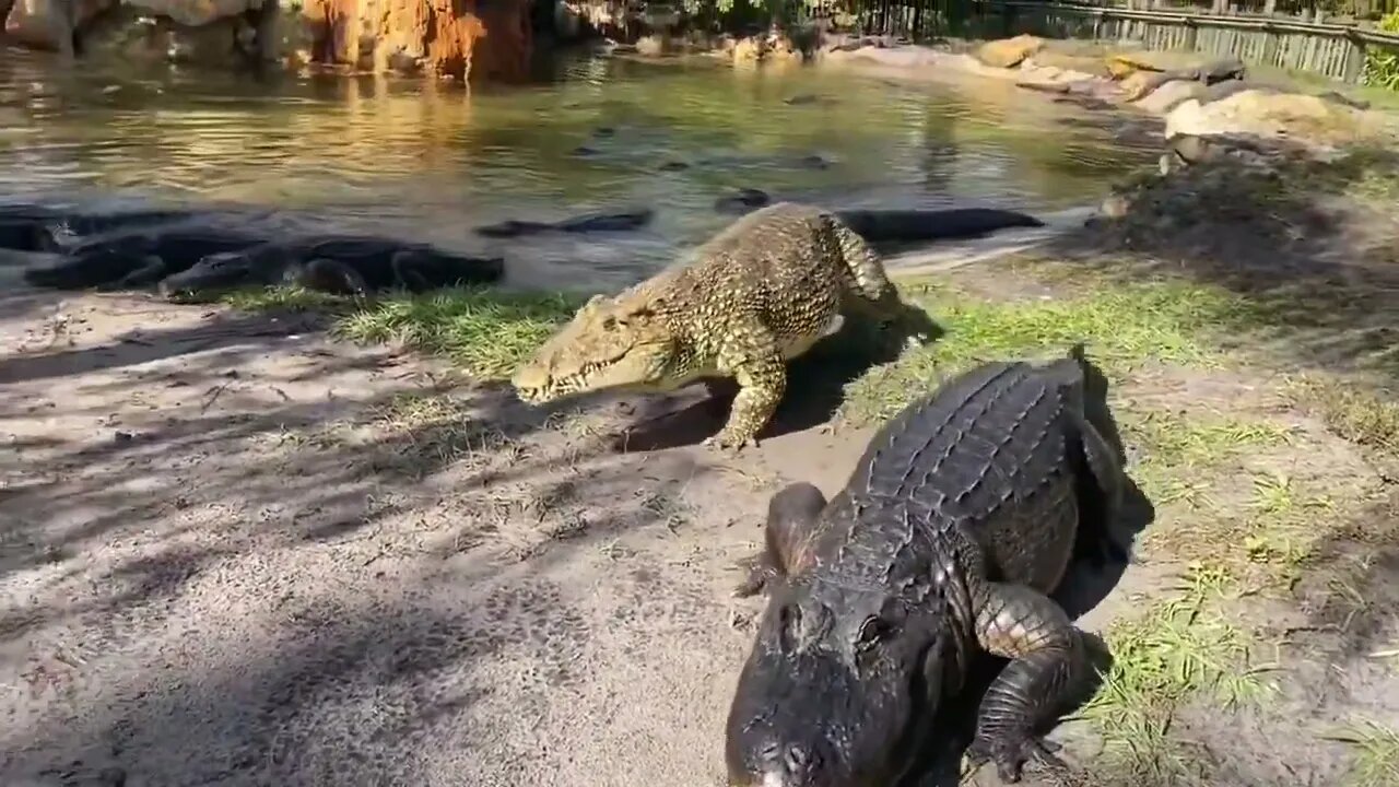 Gigantic Crocodiles & Huge Alligators Gobble up Thanksgiving Turkeys!-9