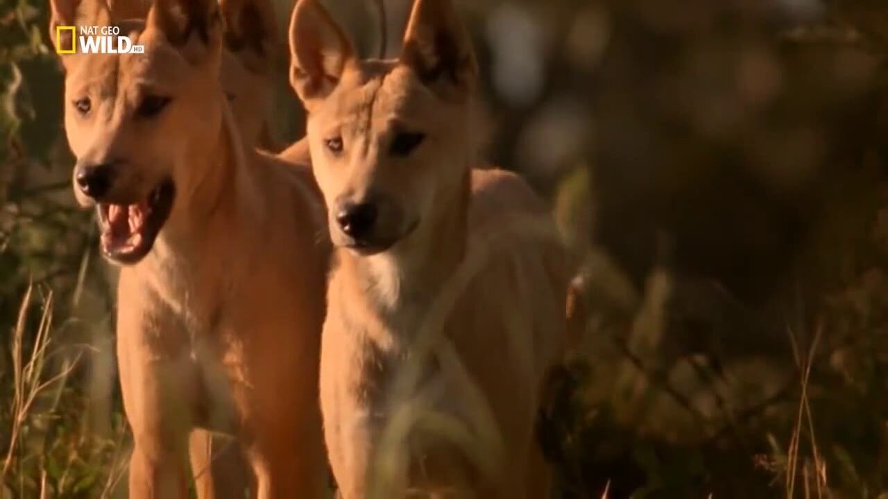 National Geographic Documentary Kangaroo Wildlife Animal