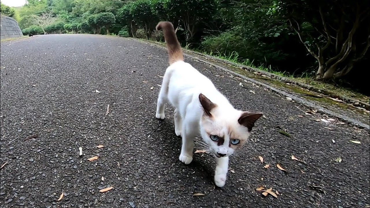 If you look at the face, the kittens that run with full power are too cute