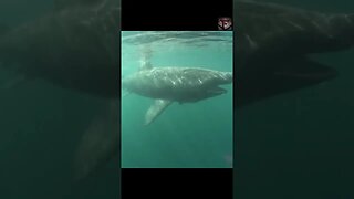 The Basking Shark Facts #shorts #amazingfacts #animals #sharks