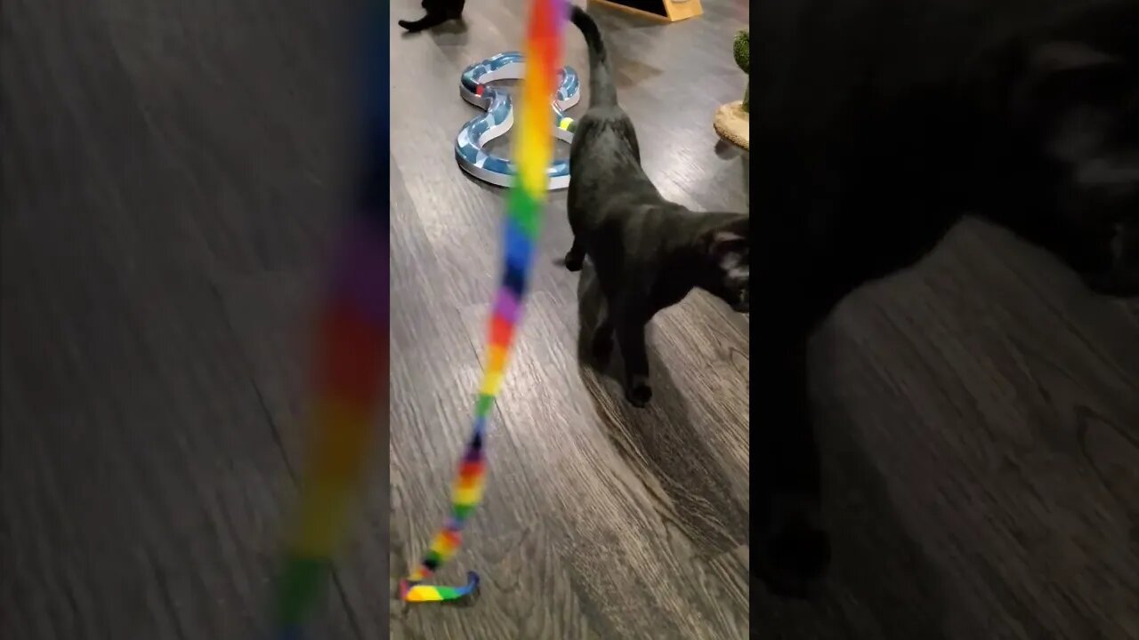 😻 Cat 😻 Ignores Rainbow Thing 🌈 #shorts