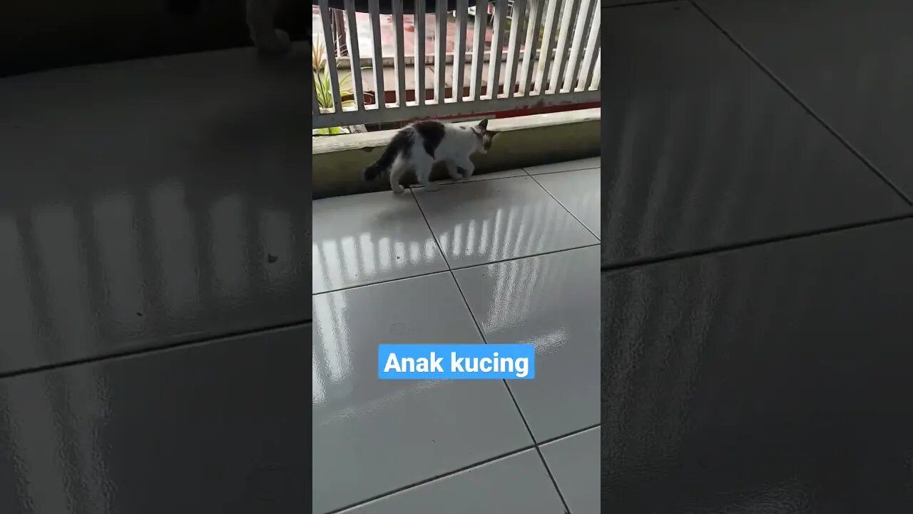 Anak kucing #short #kucinglucu #kucingmeong #kucingimut #catcutevideo #kittensmeowing