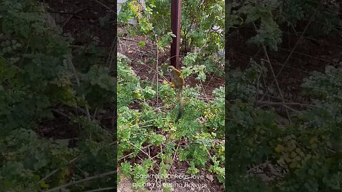 Squirrel Monkeys love picking & eating flowers