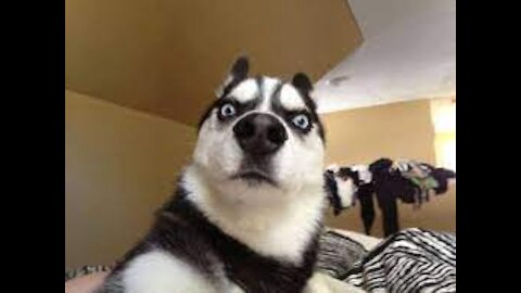 Funny Animals - Cute dogs and cats doing funny things