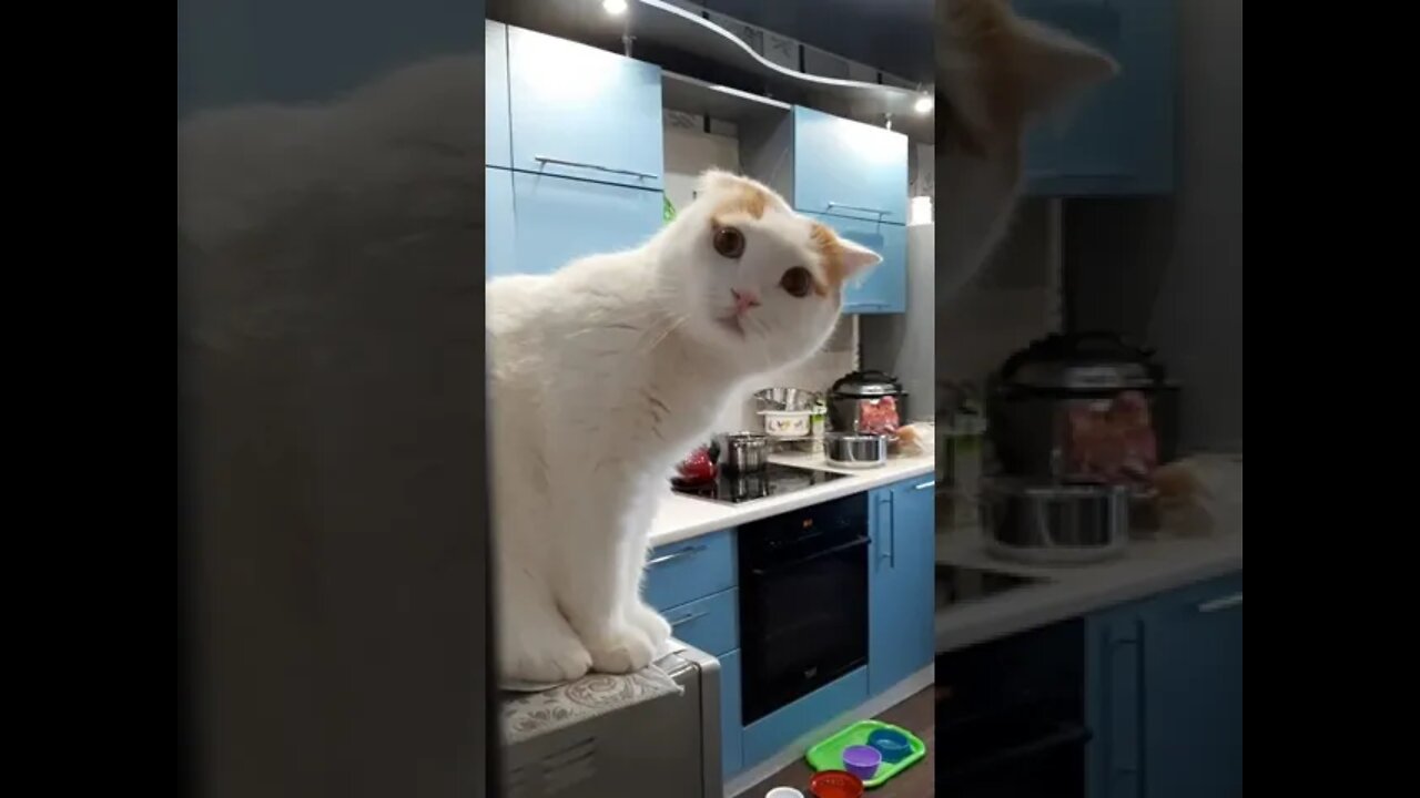 #shorts Смешные Коты Из Тик Тока 60 Funny Cats From Tiktok